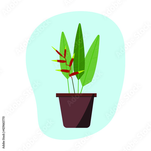 Heliconia plant in a clay pot. Isolated vector image in white background.