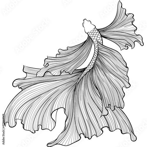 Betta fish or Siamese fighter fish top view in hand drawn line art style. Decorative goldfish veiltail. Illustration isolated on white background. Tattoo art design, coloring book page
