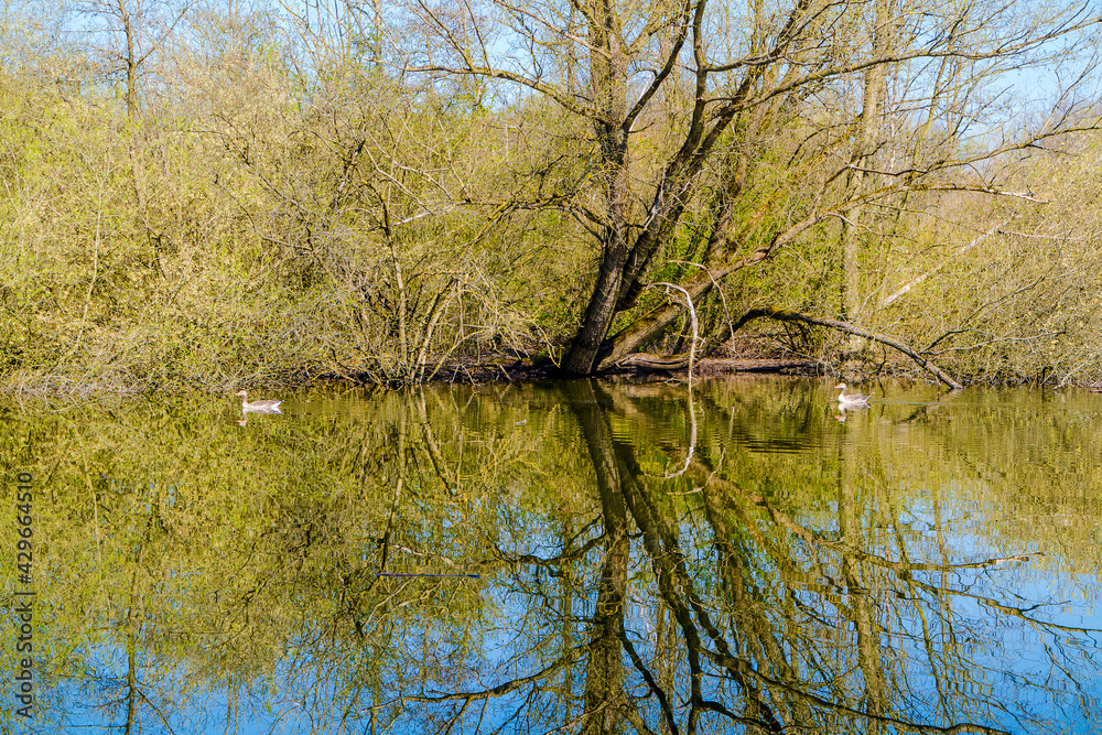 Obraz premium Frühling in Hermann-Löns-Park Hannover