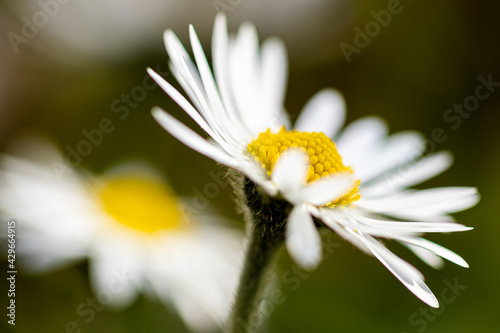 Blüte des Gänseblümchen, (bellis perennis)