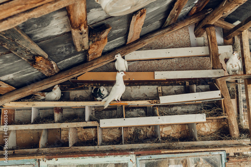 Pigeons in a wooden pigeon