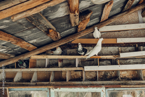 Pigeons in a wooden pigeon