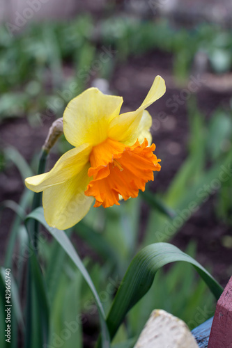 Narcissus ‘Fortissimo’. Yellow flower with orange crown. Crown daffodil growing outdoor in spring.