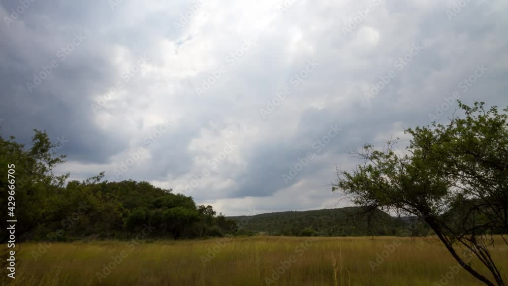 Time lapse Dark clouds move across long yellow grass with trees. God rays show Time lapse Dark clouds move across long yellow grass with trees. God rays show
