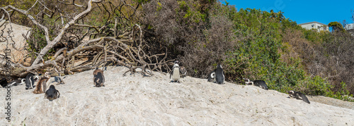African Penguin at Boulders Beach near Simons Town on the Cape Peninsula