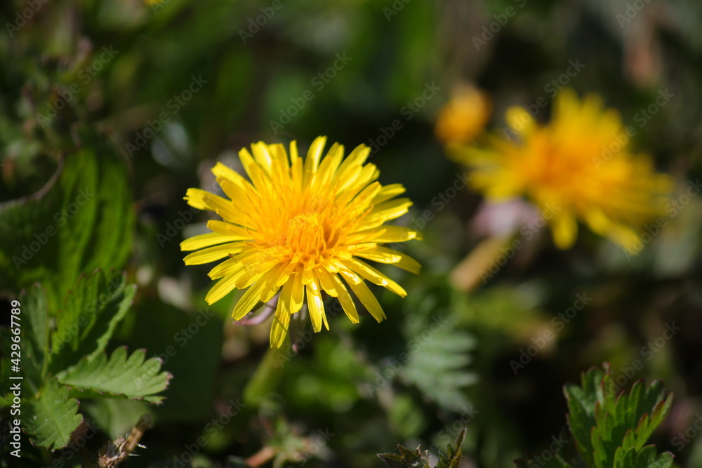 Nahaufnahme von Löwenzahnblüten im Frühling bei Sonnenschein Nahaufnahme von Löwenzahnblüten im Frühling bei Sonnenschein