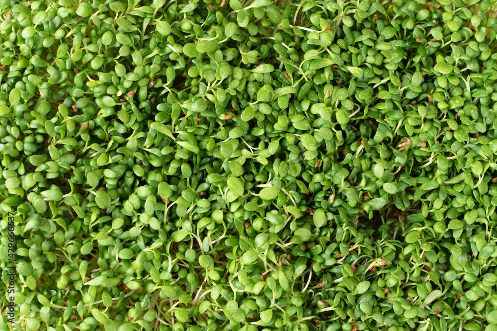 Fresh microgreens alfalfa sprouts background Fresh microgreens alfalfa sprouts background