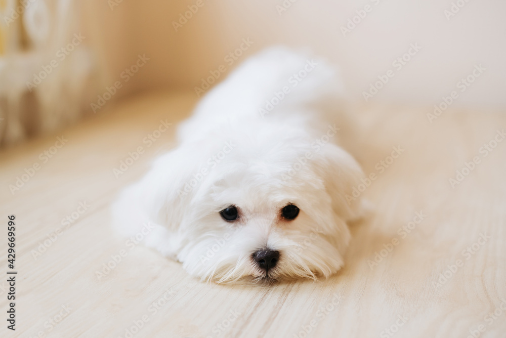 Portrait of a cute white long-haired Maltese. The puppy is 4 month old on the picture. Portrait of a cute white long-haired Maltese. The puppy is 4 month old on the picture.