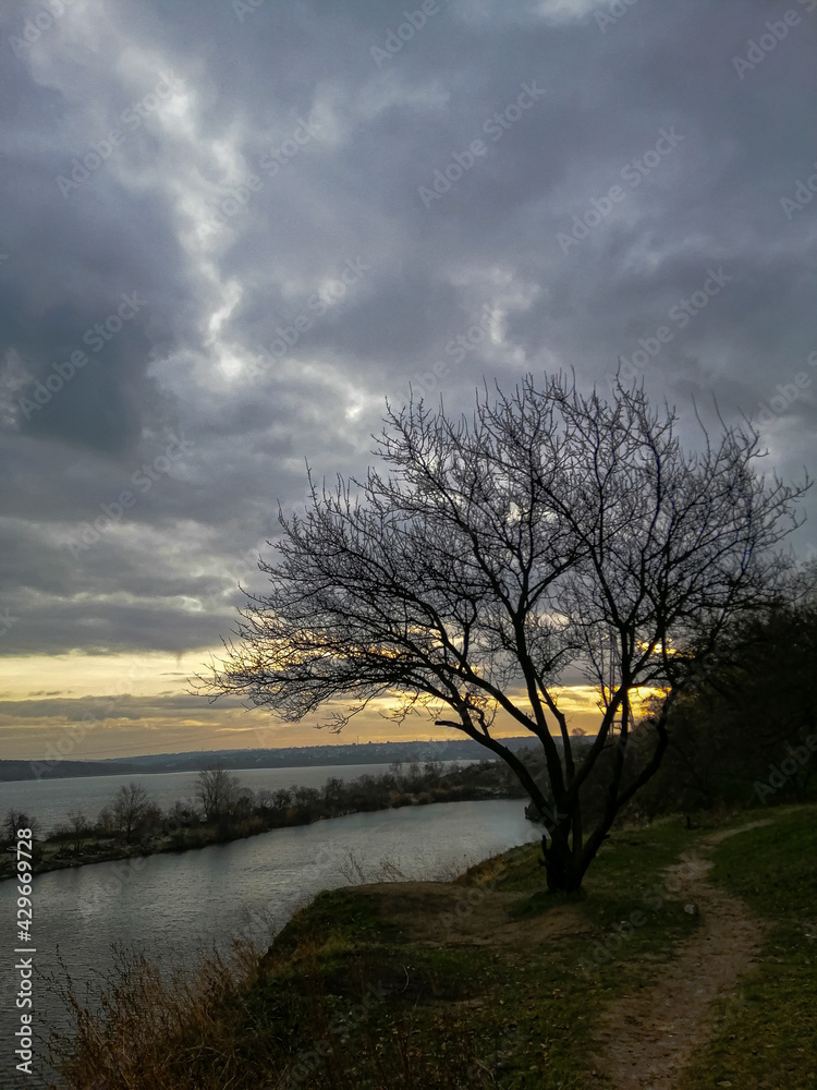 tree at sunset tree at sunset