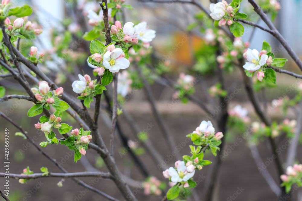 Obraz premium Blooming apple tree in spring time and black soil on background. Close up shot of white flowers