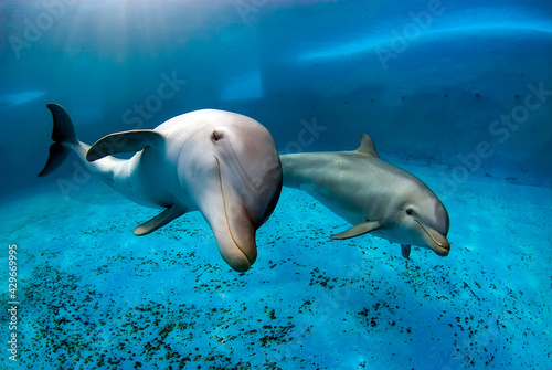 Photographie Two bottlenose dolphins swimming in a pool. Underwater shot