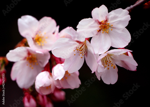 Real pink sakura flowers or cherry blossom close-up.