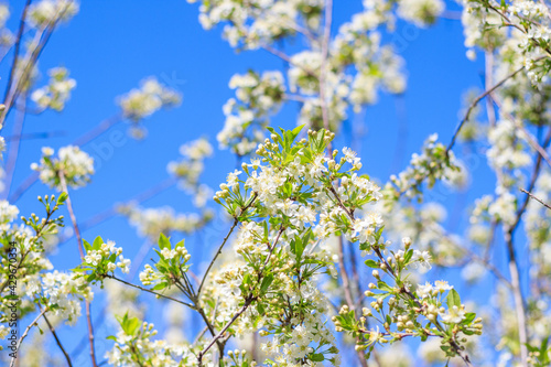 Spring blossom flower on bright blue sky background. Macro cherry blossom tree branch with bees