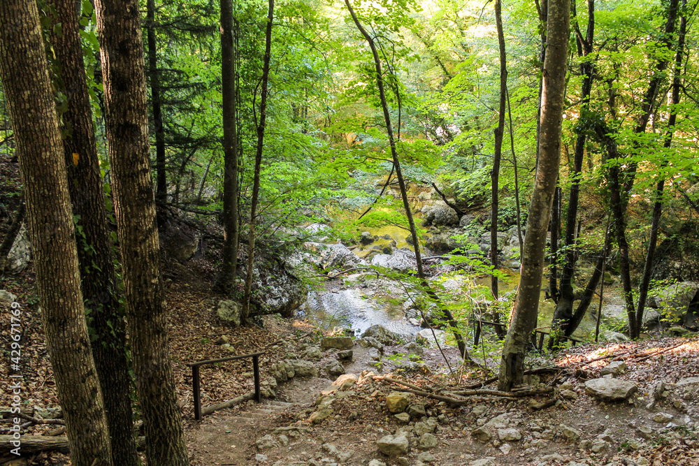 The canyon bed in the forest.