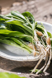 Raw organic green ramps or wild garlic