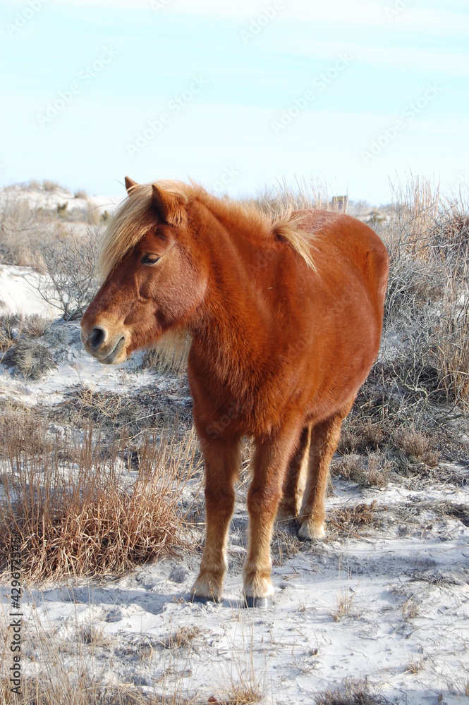 A wild horse roaming Assateague Island, in Worcester County, Maryland. A wild horse roaming Assateague Island, in Worcester County, Maryland.