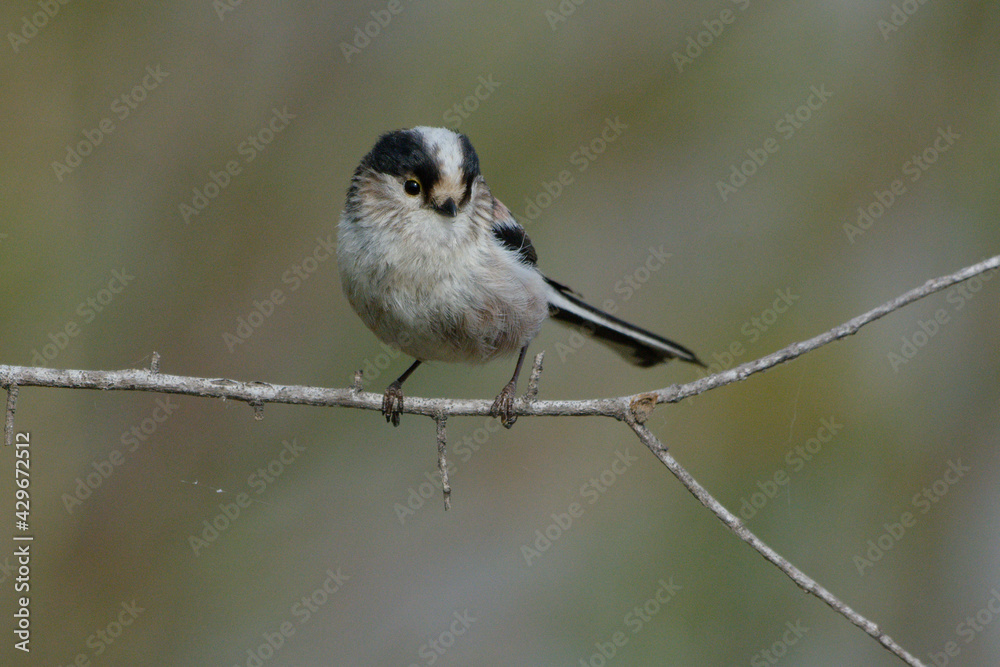 Fototapeta premium Long-tailed Tit (Aegithalos caudatus) on a branch