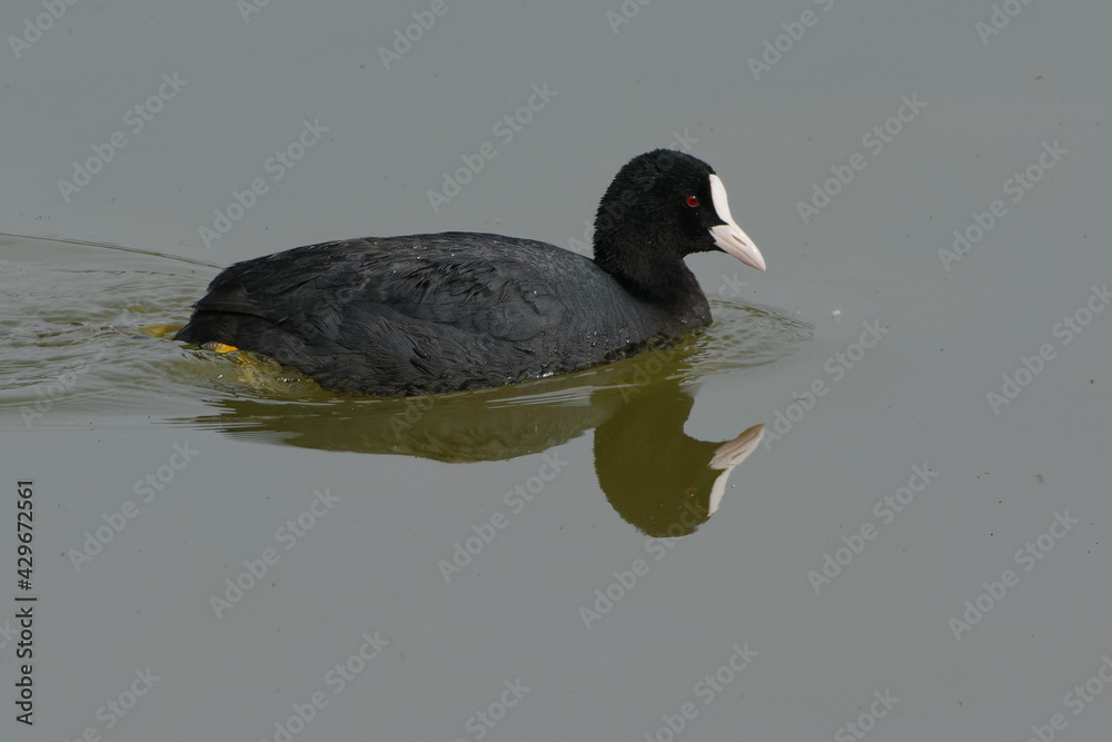 Eurasian Coot (Fulica atra) on the water Eurasian Coot (Fulica atra) on the water