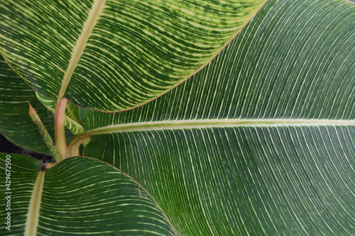 Canna leaf detail (Canna indica)