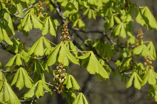 new leaf of an Aesculus hippocastanum, the horse chestnut in spring in a park in geneva switzerland