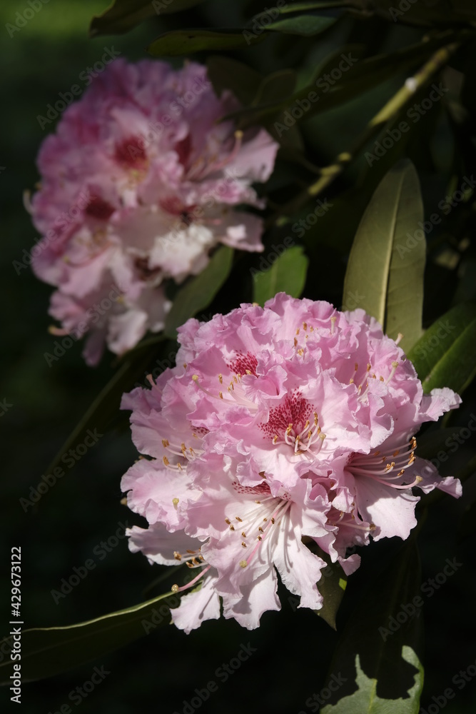 Pacific rhododendron (Rhododendron macrophyllum), blooming time in a park in Geneva Switzerland