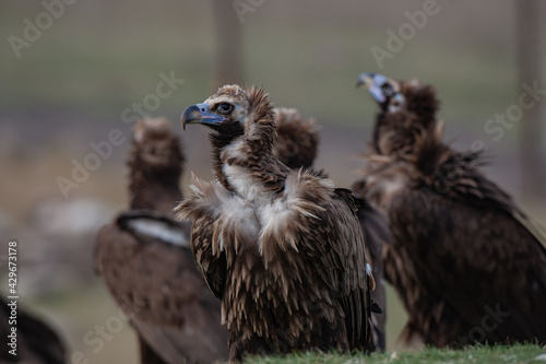 Cinereous Vulture   Aegypius monachus  in its natural habitat. Wildlife.