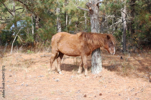 A wild horse roaming Assateague Island, in Worcester County, Maryland. photo