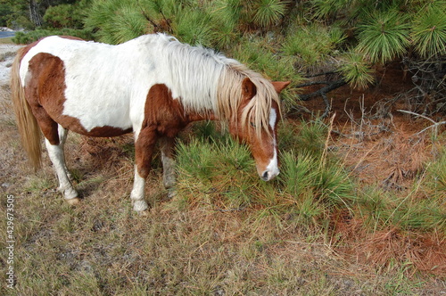 A wild horse roaming Assateague Island, in Worcester County, Maryland. photo