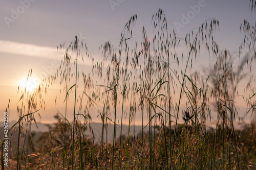 Sun rising behind some tall wild grass in the italian countryside