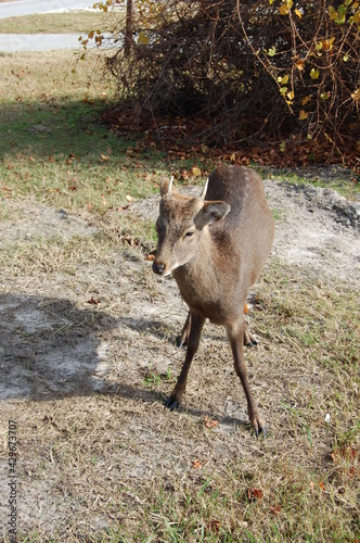 A sika deer buck enjoying a sunny day on Assateague Island, in Worcester County, Maryland.