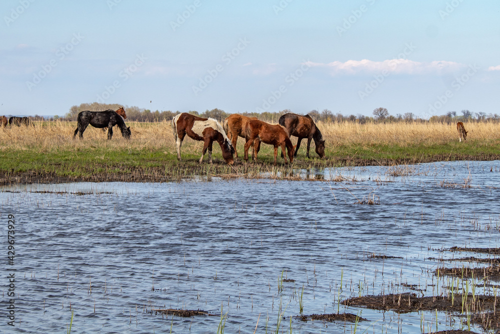 Horses in the steppe by the river Horses in the steppe by the river