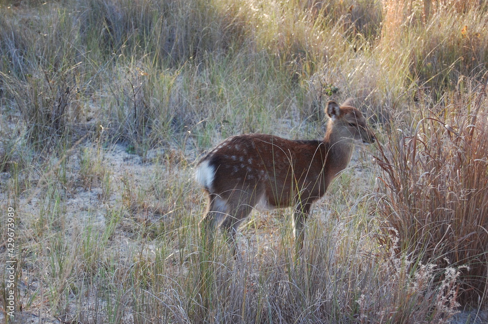 Sika deer enjoying a sunny day on Assateague Island, in Worcester County, Maryland. Sika deer enjoying a sunny day on Assateague Island, in Worcester County, Maryland.
