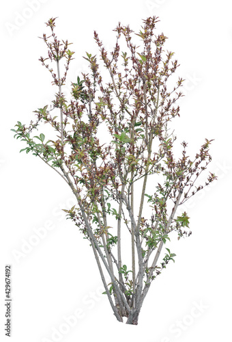 Daphne shrub isolated on white background, deciduous plant cutout