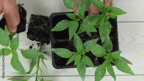 group of plants to be planted in the orchard
