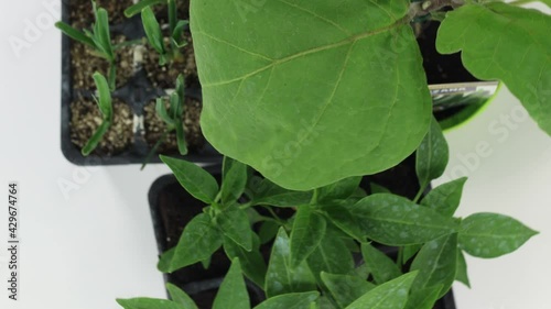group of plants to be planted in the orchard