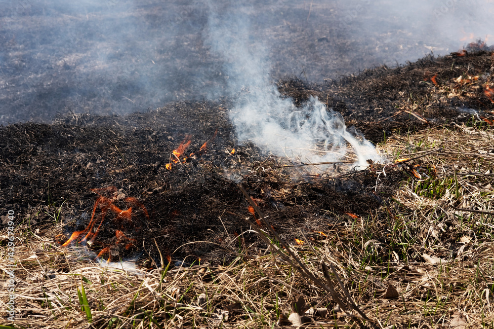 Filming burning and scorched dry fields. Dry grass is burning in the field, and after the fire, the ground is covered with black ash. The ruin of nature, the influence of man on the planet. 