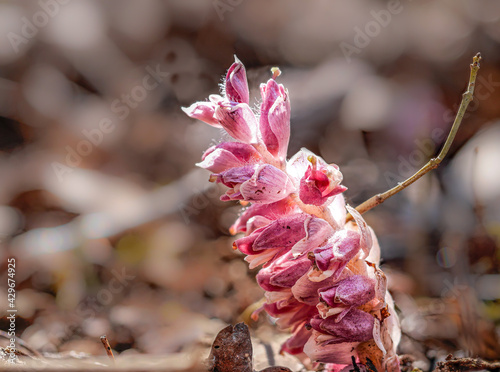 Spross einer Gewöhnliche Schuppenwurz (Lathraea squamaria) photo