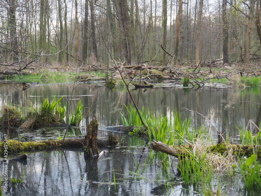 mokradło mokradło