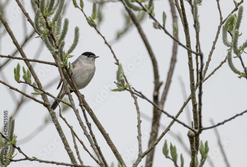 Eine Mönchsgrasmücke (Sylvia atricapilla) in einem Strauch