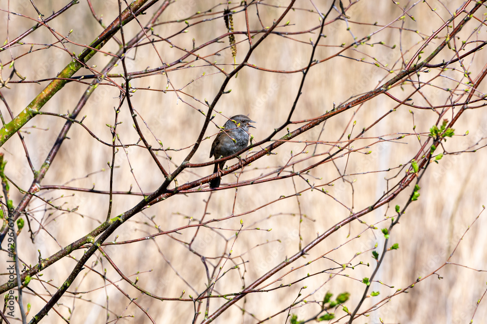 Obraz premium Dunnock, Prunella modularis, perched in early spring tree branches