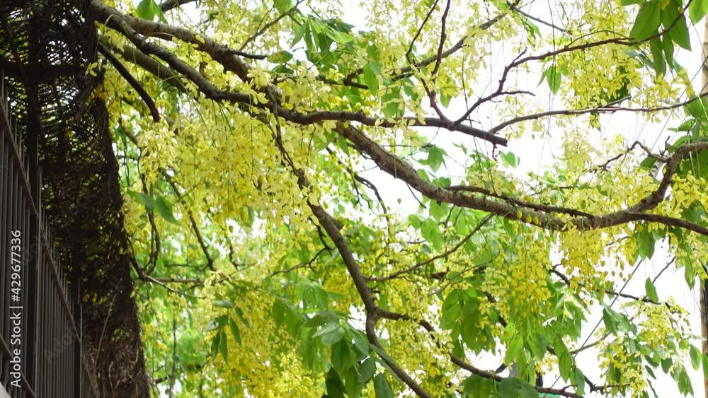 Yellow cassia fistula flowers known as the golden rain tree is full of blooming on a green tree. Yellow flower green background. 4k Video. Yellow cassia fistula flowers known as the golden rain tree is full of blooming on a green tree. Yellow flower green background. 4k Video.