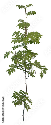 Maidenhair fern plant isolated on white background.