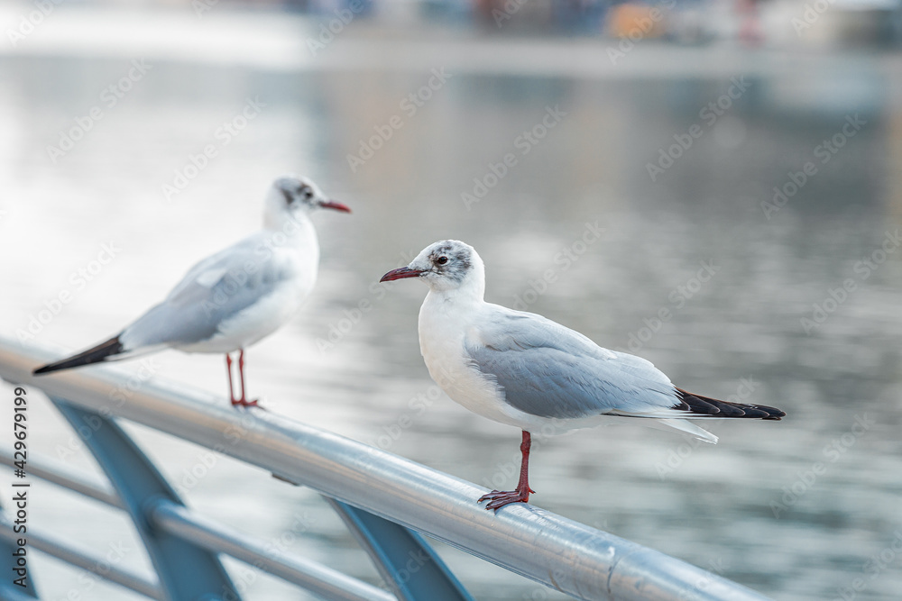 Seagulls sit on the parapet of the embankment in the Dubai Marina area. Picture creates a vintage sea atmosphere Seagulls sit on the parapet of the embankment in the Dubai Marina area. Picture creates a vintage sea atmosphere