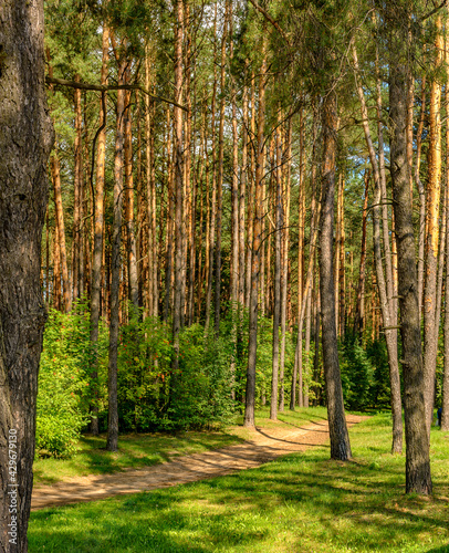 A path in the forest near the village of Zhdanovichi in the Republic of Belarus.