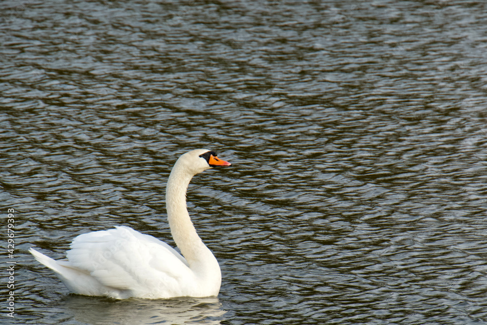 Obraz premium A white swan swims across the surface of the pond