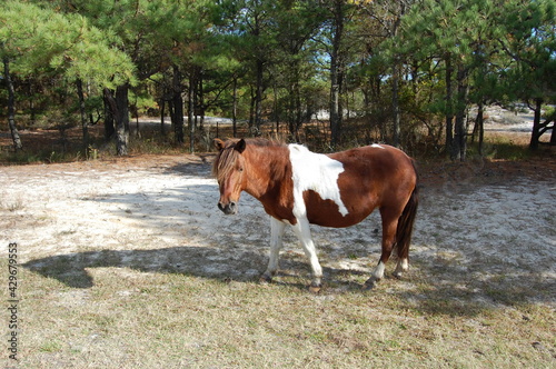 A wild horse roaming Assateague Island  in Worcester County  Maryland.