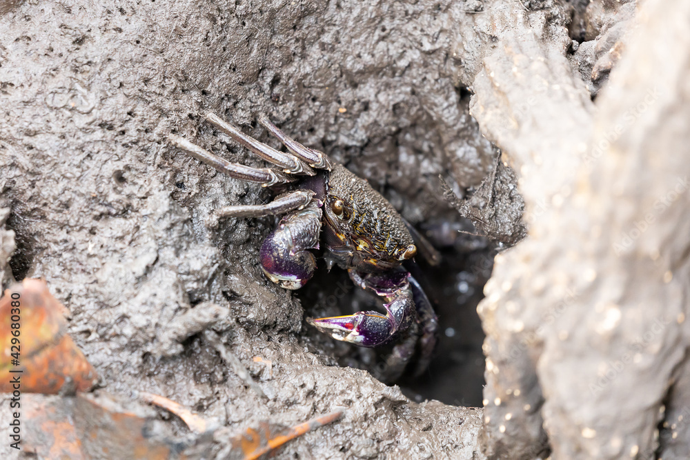 Mangrove crab - Episesarma Mederi Mangrove crab - Episesarma Mederi