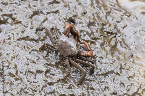 Grapsidae Metaplax Crab
