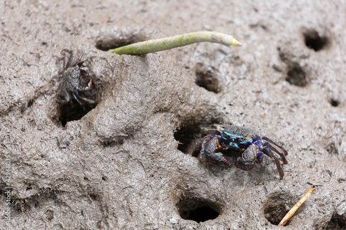 Perisesarma eumolpe indiarum crab photo