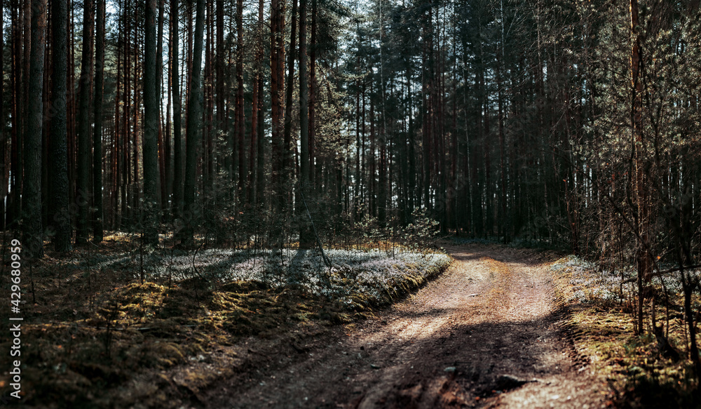 Obraz premium path in the forest